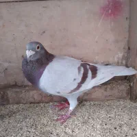 کبوتر مسافتی|پرنده|سنگر, |دیوار