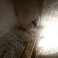 کفتر دسته 9 تای طوقی همه هوایی|پرنده|شیراز, آبیاری|دیوار