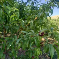 فروش-باغ-2200متری-صحنه