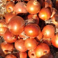 بذر پیاز طلایی بشرط|گل و گیاه طبیعی|شیراز, اصلاح‌نژاد|دیوار