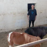 پانسیون اسب