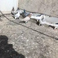 کبوتر پرنده