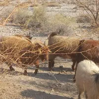 گوشفند فروشی