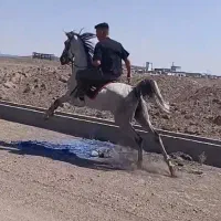 مادیون درشت