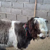 بره داشتی