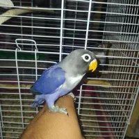 کوتوله برزیلی