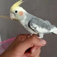 عروس هلندی نر دستی