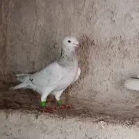 کبوتر رنگی|پرنده|جم, |دیوار