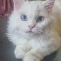 گربه پرشین ۷ماهه