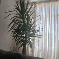 یوکای اصل