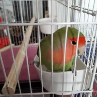 طوطی برزیلی گمشده