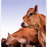 موفت ...فروش گوساله۲سال۷ماه