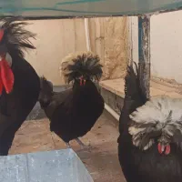 مرغ و خروس لهستانی