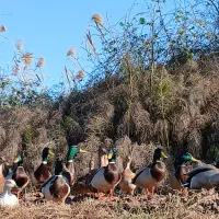 اردک کله سبز پروازی|حیوانات مزرعه|رشت, منظریه|دیوار