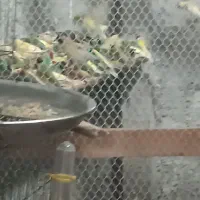 گلدین فروشی فقط از تو سالن خودت انتخاب کن