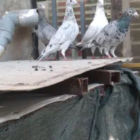 ۵ تا کبوتر سرور و ابلغ بیرون شهری|پرنده|شیراز, کوزه گری|دیوار