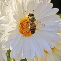 تحقیق، تایپ، جزوه، ترجمه