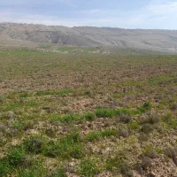 ۸هزار ۳۰۰متر زمین کشاورزی دیم ورمیان زنگوان