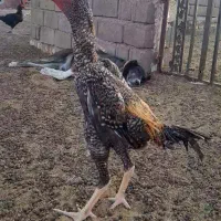 جوجه خروس لاری|حیوانات مزرعه|قلندر آباد, |دیوار