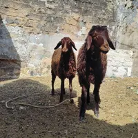 دو عدد بره ماده و ۵ عدد بز
