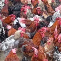 مرغ وخروس محلی اصل تخم گذار