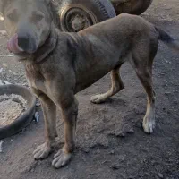 سگ سرابی|سگ|صالح آباد, |دیوار