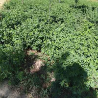 فروش یونجه