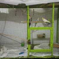 پرنده با قفس