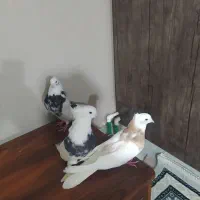کبوتر نقابی|پرنده|کرمانشاه, |دیوار