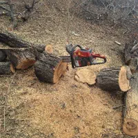 خرید سیب،زرد آلو، قلمه،وسایر چوب ها