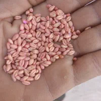 گندم بذری ابی