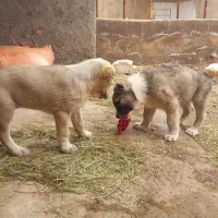 توله ماده سرابی