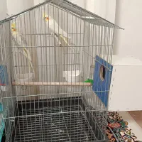 عروس هلندی بالغ