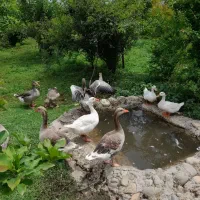 فروش غازمحلی|حیوانات مزرعه|شفت, |دیوار