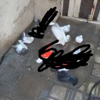 کبوتر پلاکی و یکی دوتاشون پلاکی نیستن|پرنده|نهاوند, |دیوار