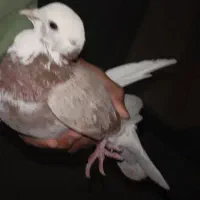 کبوتر خوش خال|پرنده|نورآباد, |دیوار