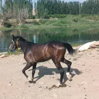 اسب کورد دای