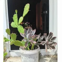 گل و گیاه شاداب|گل و گیاه طبیعی|ابهر, |دیوار