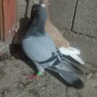 کبوتر جفت