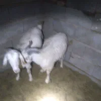 کهره نر چاق|حیوانات مزرعه|ارزوئیه, |دیوار