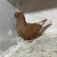 ماده زرد دم سفید|پرنده|فسا, |دیوار