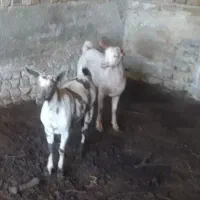 بز صلاله اهویی