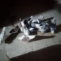۱۲تاکفترفروشی