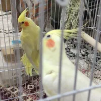 عروس هلندی مولد