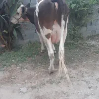 گاو با گوساله سیمینتال قرمز