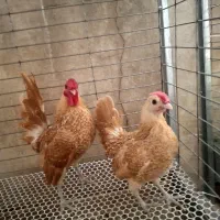 تخم مرغ نطفه دار سبرایت بوف