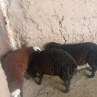 ۹راس بره نر افشاری میش بز