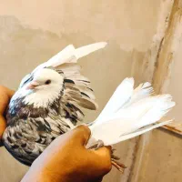 مایه کفترهای بعدازظهری کاشان|پرنده|کاشان, میدانگاه آقا|دیوار