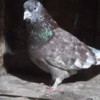 ۳۰تا کفتر گلچین شده همه توان پس داده هستن|پرنده|رشت, حمیدیان|دیوار