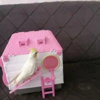 عروس لوتینو